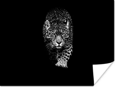 Produktbild von MuchoWow® Poster Tiere - Schwarz - Leopard - Weiß - Wild 160x120 cm - Foto Plakat
