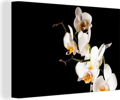 Zdjęcie produktu dla OneMillionCanvasses® - Obrazy na płótnie - 140x90 cm, Orchidea - Kwiaty - Rośliny - Botaniczne, Dekoracja ścienna - Zdjęcie na płótnie - Obraz na drewnianej ramie