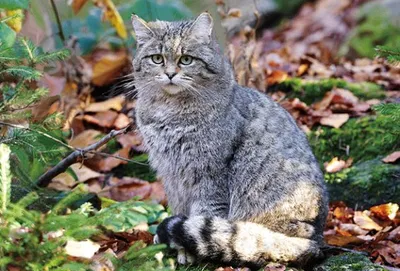 Produktbild von 3 D Ansichtskarte Wildkatze, Katzen Postkarte Wackelkarte Hologrammkarte Tiere