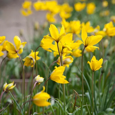 Produktbild von Weinbergtulpe Tulipa Sylvestris Gr. 5/6 Gelb (50 Stück)