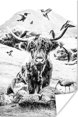 Produktbild von MuchoWow® Poster Schottisches Hochlandrind - Tiere - Berg 60x90 cm - Wanddekoration