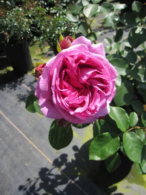 Produktbild von Beetrose Lilac Topaz ® - Rosa Lilac Topaz ® - Tantau Rose