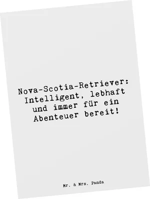 Produktbild von Mr. & Mrs. Panda Postkarte Spruch Nova Scotia Duck - Weiß - Geschenk, lebhaft, Grußkarte, bildkarte, Hunderassen Eigenschaften, Nova-Scotia-Retriever, Charakter, Hunde
