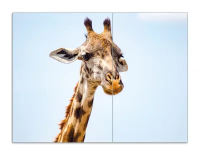 Produktbild von Wallario Herdabdeckplatte aus Glas, Größe 70 x 52 cm 2-teilig, Motiv Nahaufnahme einer Giraffe
