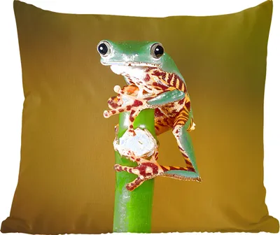 Produktbild von MuchoWow® Zierkissen Sofakissen Wohnzimmer Dekokissen 50x50 cm Frosch auf grüner Pflanze, Nahaufnahme - Komfort - Sofakissen