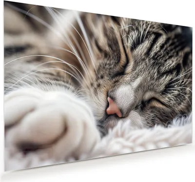 Produktbild von Glasbild 45x30cm in XXL für Wohnzimmer, Schlafzimmer Motiv Schlafende Katze