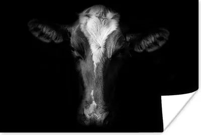 Produktbild von MuchoWow® Poster Kuh - Tiere - Schwarz 120x80 cm - Bilder