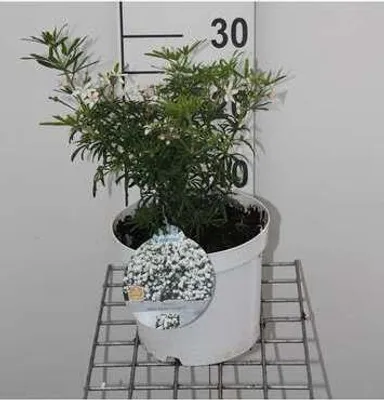 Produktbild von Choisya tern. 'White Dazzler'® - Orangenblume 25- 30 cm Container