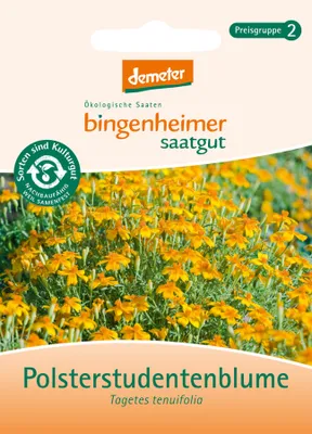 Produktbild von Polsterstudentenblume - Tagetes tenuifolia