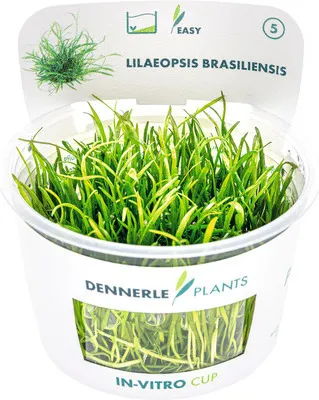 Produktbild von Brasilianische Graspflanze - Lilaeopsis brasiliensis In-Vitro