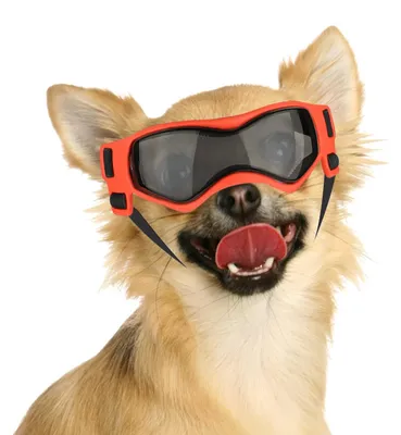 Produktbild von Sonnenbrille für Hunde, speziell für kleine Rassen, mit UV-Schutz