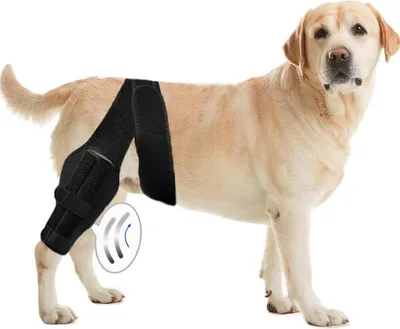 Produktbild von Verstellbare Hundekniestütze die Zusätzliche Unterstützung Bieten und Schmerzen und Entzündungen Lindern, Größe: S