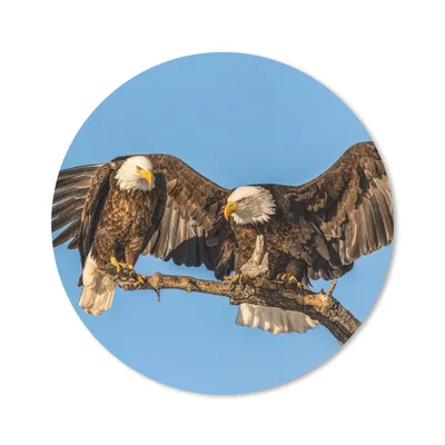 Produktbild von MuchoWow® Mauspad Mousepad Vogel - Äste - Adler - Raubvögel - Luft 20x20 cm - Mousepads - Maus Mat - Pad - Mausunterlage - Schreibtischmatte