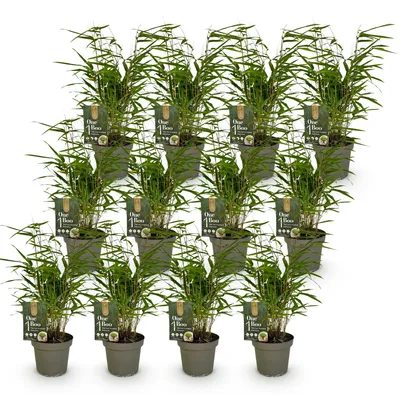 Image de Green boutiQ - Bambou - Fargesia Rufa - À feuillage persistant - Non envahissant - Vert - 12 plants - Pot de 14 cm - Hauteur 35 cm