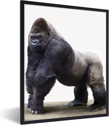 Produktbild von MuchoWow® Gerahmtes Poster Gorilla - Tiere - Jungen - Mädchen - Kinder 60x80 cm - Poster mit Schwarzem Bilderrahmen Wandposter Rahmen Foto Bilder - Premium - Wanddeko Wohnzimmer
