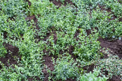 Produktbild von Euonymus fortunei 'Minimus', Kriechspindel, immergrün, 15–20 cm