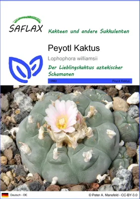 Produktbild von SAFLAX - Peyotl Kaktus - Lophophora williamsii - 20 Samen