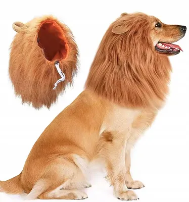 Produktbild von DKM Jasnobrązowa Lwenmähne S Hundekostüm