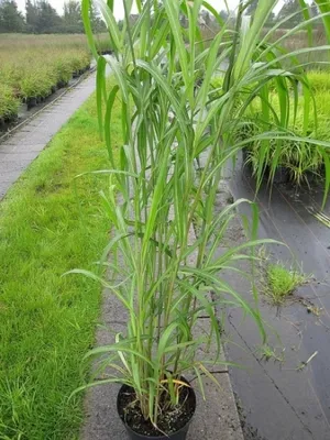 Produktbild von Miscanthus sinensis Silberfeder - Garten-Schilf Silberfeder