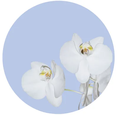 Produktbild von Sanders & Sanders selbstklebende runde Tapete Blumen Hellblau und Weiß - 601124 - Ø 140 cm
