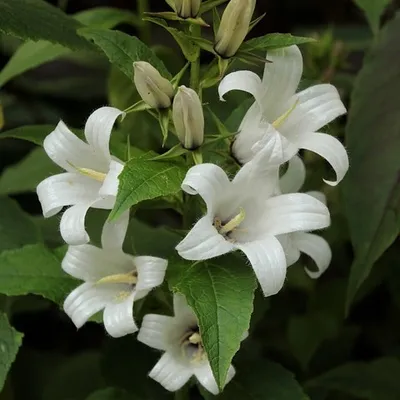 Image de 6 x campanules - Campanula lactiflora « White Pouffe » | Pot 9 cm x 9 cm