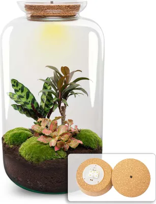 Produktbild von Flaschengarten DIY - Sven XL Palme - Ökosystem mit Pflanzen im Glas - Ø 23 cm ↑ 43 cm