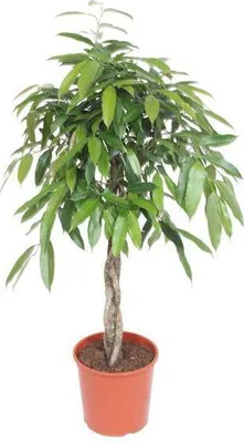 Produktbild von Ficus Amstel King – Schmalblättriger Gummibaum – 140 cm hoch – Ø30 cm – Zimmerpflanze mit geflochtenem Stamm – Pflegeleicht & luftreinigend – Ideal für Wohnzimmer & Büro