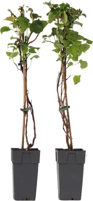 Two potted plants are shown against a white background.
