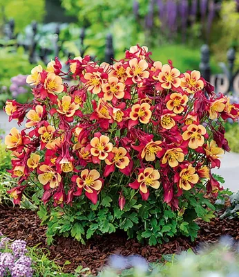 Produktbild von BALDUR Garten 9x Akelei 'Earlybird® Red Yellow', Pflanzen im 9x9 cm-Topf, buschig-runder Pflanzenaufbau, einzigartige rot-gelbe Blüten, winterhart & pflegeleicht, für Beet & Kübel