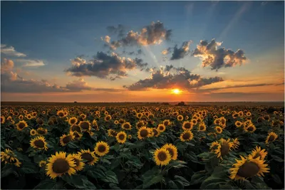 Produktbild von Wallario selbstklebendes Poster - Sonnenblumenwiese vor Wolken mit Sonnenuntergang, Größe: 100 x 150 cm