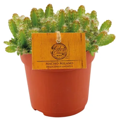 Produktbild von Hylocereus undatus - 15cm - Ø11cm - Zimmerpflanze - Immergrün