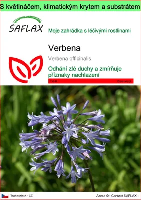 Obrázek produktu pro SAFLAX Garden to go - Verbena - Verbena officinalis - 250 Semena - S květináčem, klimatickou poklicí a pěstebním substrátem