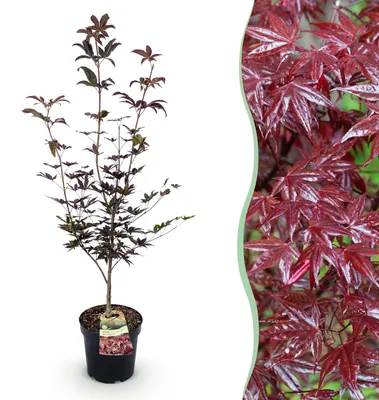 Obrázok produktu pre Japonský javor Acer palmatum Bloodgood, červená opadavá záhradná rastlina, okrasný javor do záhrady a do kvetináča, Ø 26 cm, výška 90 cm, vhodný na slnečné až