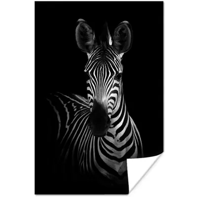 Produktbild von MuchoWow® Poster Zebra - Tiere - Safari - Schwarz 40x60 cm - Plakate für die Wand - Poster Babyzimmer