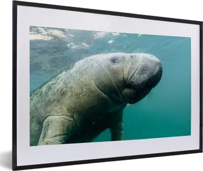 Produktbild von MuchoWow® MuchoWow® Gerahmtes Poster Tiere - Wasser - Kamera 60x40 cm - Poster mit zchwarzem Bilderrahmen - Schlafzimmer - Plakat in Rahmen - Drucken