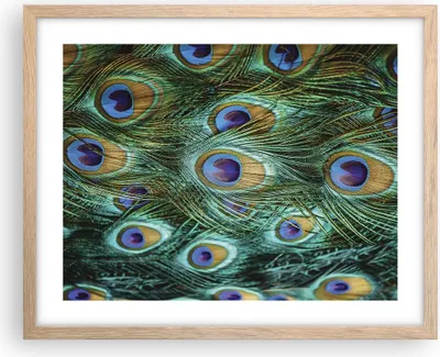 Produktbild von Gerahmtes Poster - Rahmen in heller Eiche - Pfauen Feder Makro - 50x40 cm - Wand Bild - Wanddeko - Wandbilder - Wandposter - Bilderrahmen - Bilder - Kunstdruck - Wandbild - P2NAA50x40-4159