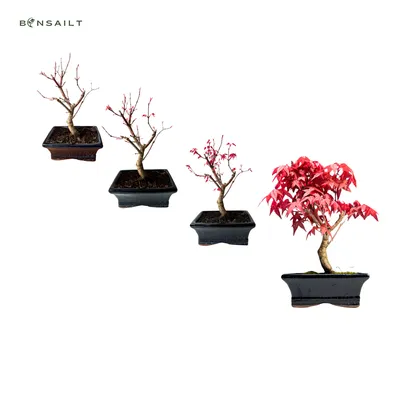 Produktbild von Bonsai - Bonsai baum Japanischer Fächerahorn - Acer (Ahorn) Deshojo bonsai bäume/Japanische Ahorne/mit roten Blättern/baum ist 25-30 cm hoch