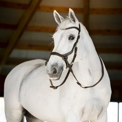 Produktbild von Horseware Micklem Bitless Bridle