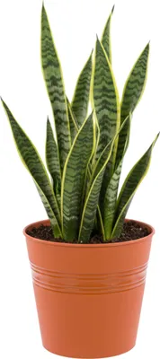 Obrázek produktu pro Kulatý kbelík Ø19 cm terakotový minimalistický V 18,5 cm