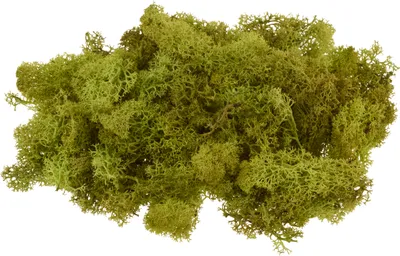 Produktbild von VBS Islandmoos Maigrün 100 g – Präpariertes und gefärbtes Moos für Dekorationen