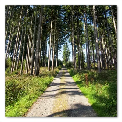 Produktbild von Wallario selbstklebende Möbelfolie/ Tischdecke für Innen und Außen, Größe: 90 x 90 cm - Stiller Waldweg