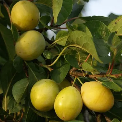 Produktbild von Gelbe Hauszwetsche würzig aromatisch Buschbaum Pflaumenbaum 110-140 cm C10 Myrobalane