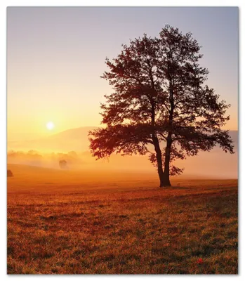 Produktbild von Wallario Herdabdeckplatte aus Glas, Größe 52 x 60 cm 1-teilig, Motiv Sonnenaufgang über der Wiese mit Nebel