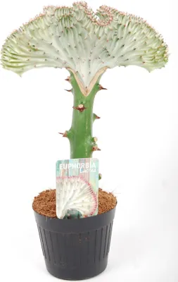 Obrázek produktu pro EUPHORBIA Lactea CRISTATA 30-35 cm BÍLÁ pokojová rostlina Kaktusy Hřebenovité vlnovité Jedinečný unikát