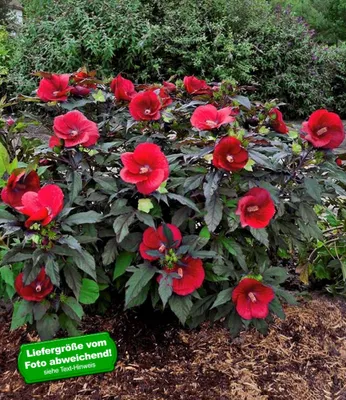 Produktbild von BALDUR Garten Winterharter Hibiskus Summerific® Midnight Marvel,2 Pflanze, hibiskus mit Riesenblüten, viele, wunderschön rote Blüten, winterhart & mehrjährig
