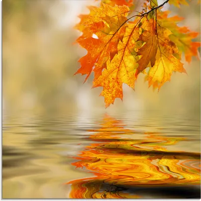 Produktbild von ARTland Glasbild Herbstblatt Größe: 50x50 cm