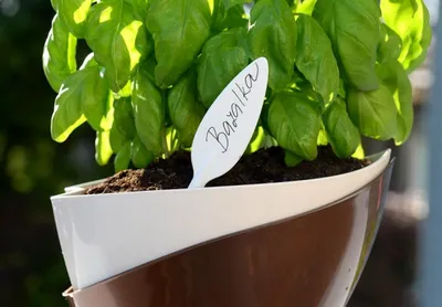Obrázek produktu pro PLASTIA s.r.o. Štítky k rostlinám ve tvaru lístku, slonová kost