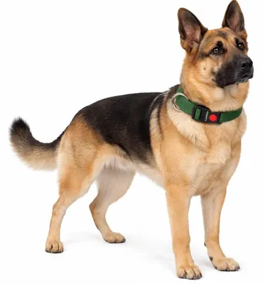 Produktbild von Halsband für Hunde, Größe XL, 55-75 cm, Nylon, kaki