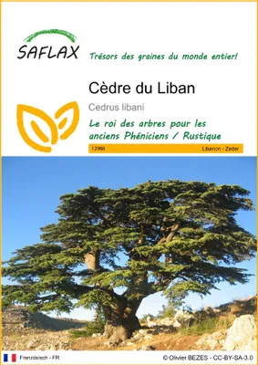 Image de SAFLAX  - Cèdre du Liban - 20 graines - Cedrus