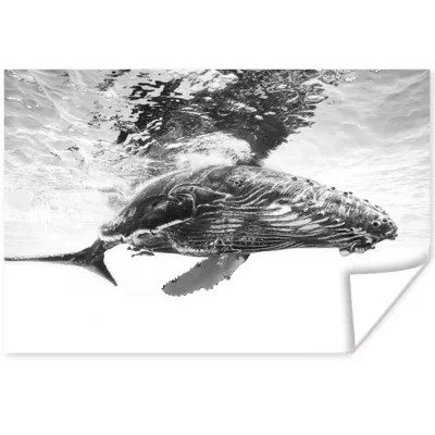 Produktbild von MuchoWow® Poster Wal - Wasser - Tiere - Schwarz und weiß 60x40 cm - Schlafzimmerdekoration